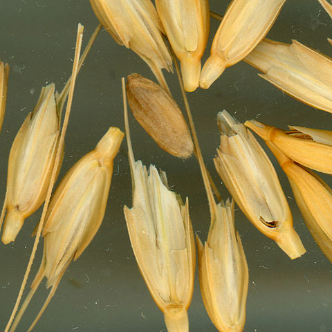 480px Usdaeinkorn1 Triticum monococcum
